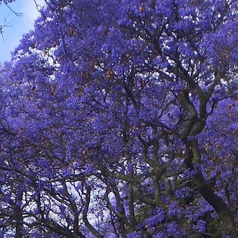 Jacaranda trees in full bloom